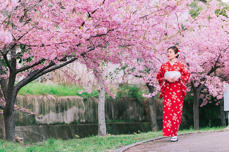 Japan trees with person walking